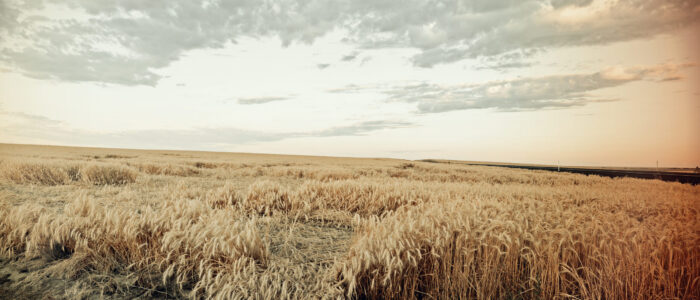 Wheat Field HWY11_01V